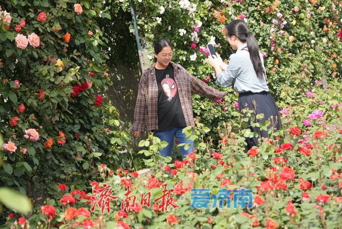 五彩月季烂漫绽放，泉城广场成梦幻花海