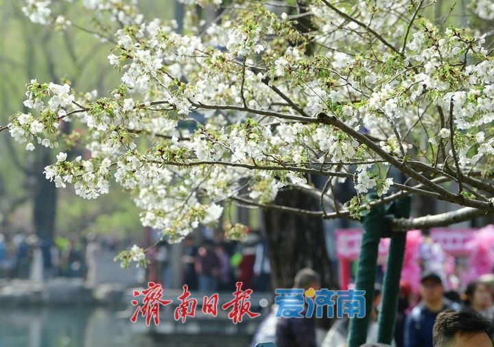 春风拂岸樱绽龙潭 ，济南市第23届五龙潭樱花节正式启幕