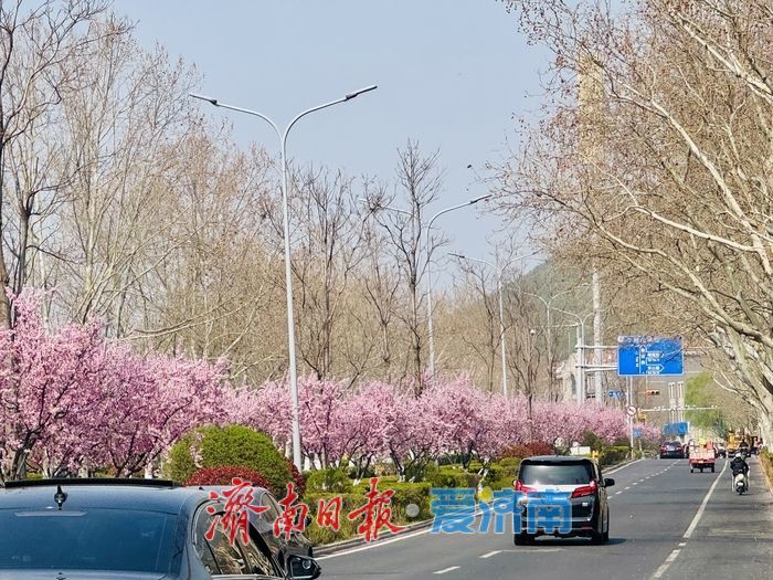 旅游路梅开成海 粉色花廊醉泉城