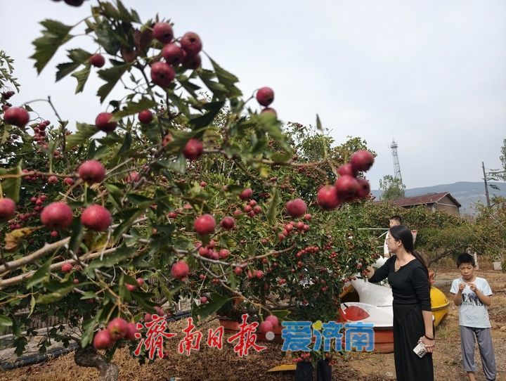 红果缀满枝 秋收正当时