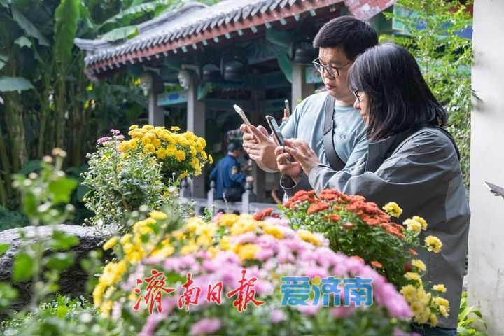 济南市第47届趵突泉金秋菊展将于10月24日盛装启幕