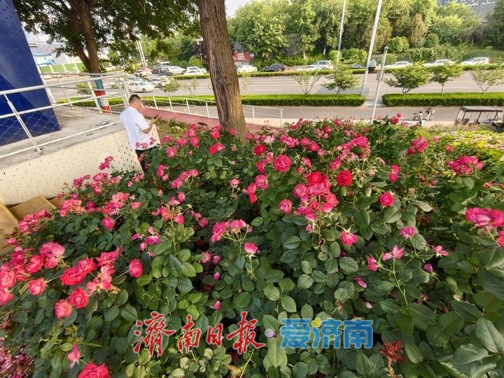 一年四季 泉在济南丨“七彩花田”盛放 宛如打翻的调色盘