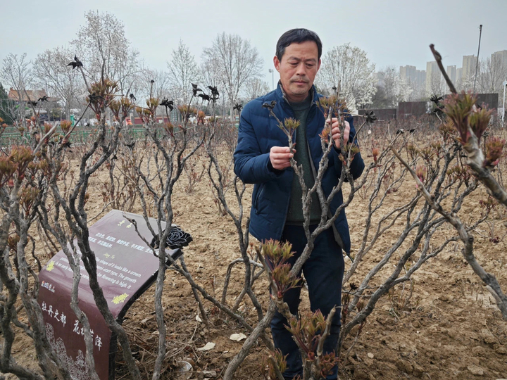 四大展区首揭秘，牡丹名品齐亮相！菏泽牡丹景区精心打造多个牡丹功能区
