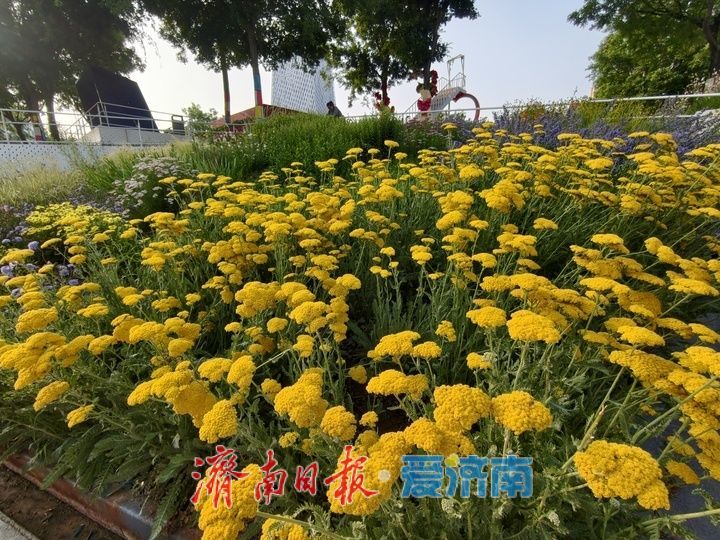 一年四季 泉在济南丨“七彩花田”盛放 宛如打翻的调色盘