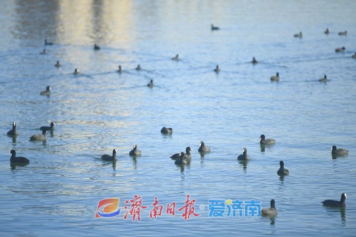 泉城生态环境持续向好 越冬鸟类“朋友圈”扩容