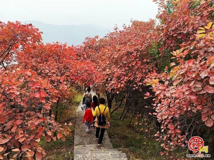 垛庄镇：秋意浓文旅热，“漫山红叶”引领赏秋新风尚