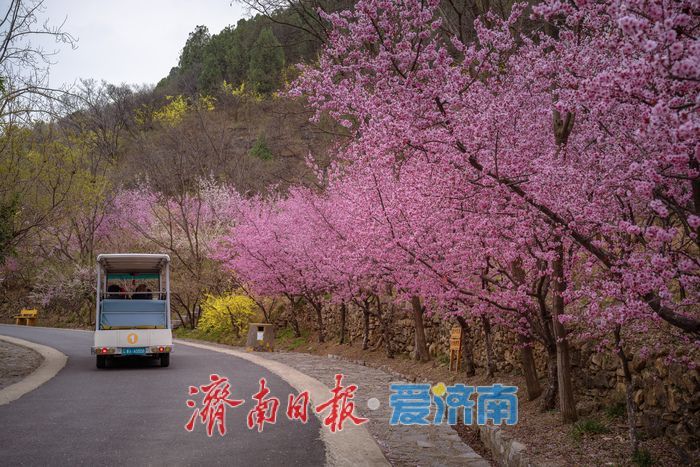 漫山粉霞醉游人！济南红叶谷梅花进入盛花期