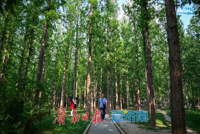 一年四季 泉在济南丨步道漫步树荫休憩 泉城公园成避暑休闲好去处