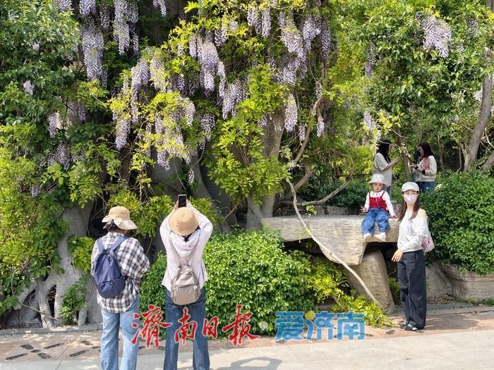 泉城紫藤花迎来最佳观赏期