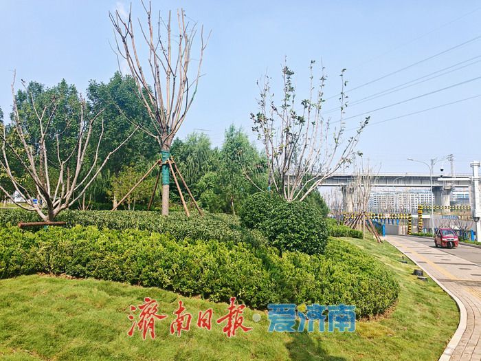 奥体西路北延绿化项目建设竣工