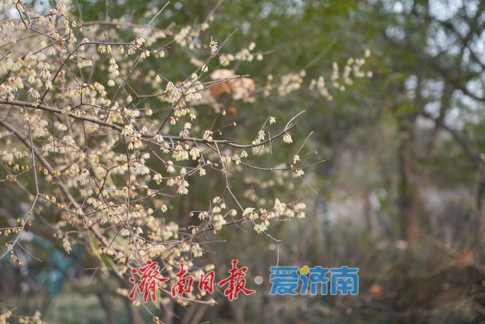 泉城年味气氛组已就位，是“蛇”候过年啦！