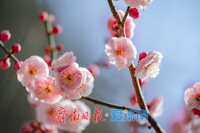 万株梅花次第开，红叶谷第18届梅花节诗意启幕