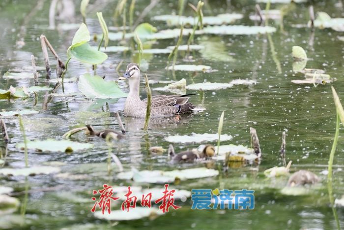 济南大明湖现温馨一幕 大斑嘴鸭带11只雏鸭水中觅食