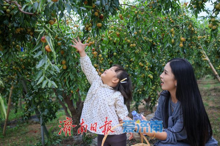 “一口脆响，满口蜜香！”黄河冬枣迎来最佳采摘期