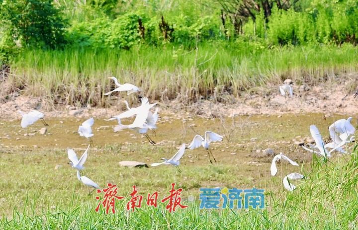 济南玉符河畔生态和谐鹭鸟欢