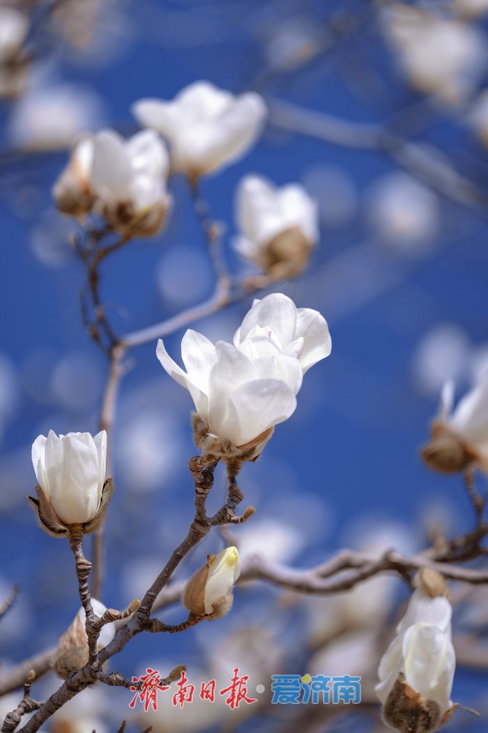 暖阳催花绽！泉城广场玉兰花悄然盛开，邂逅早春浪漫