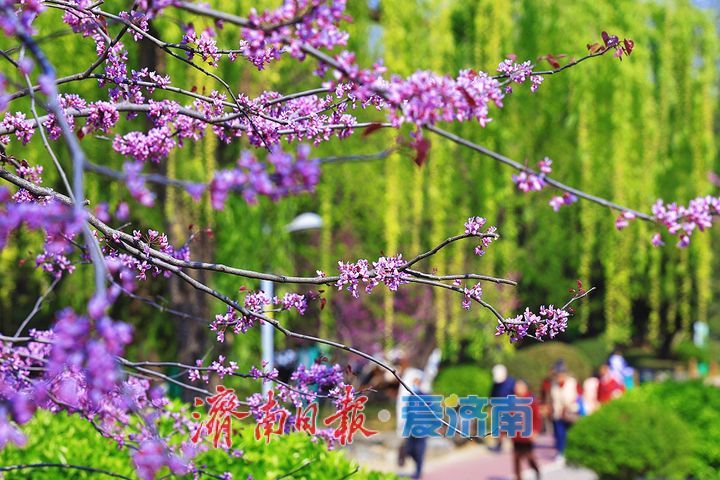 花开满条红 紫荆缀枝头