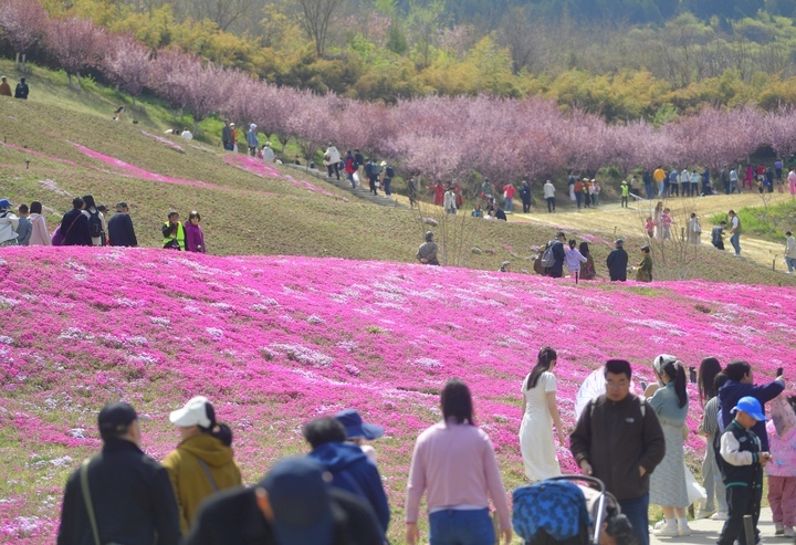 “泉”在济南过五一｜济南最大福禄考花海清明假期人气爆棚