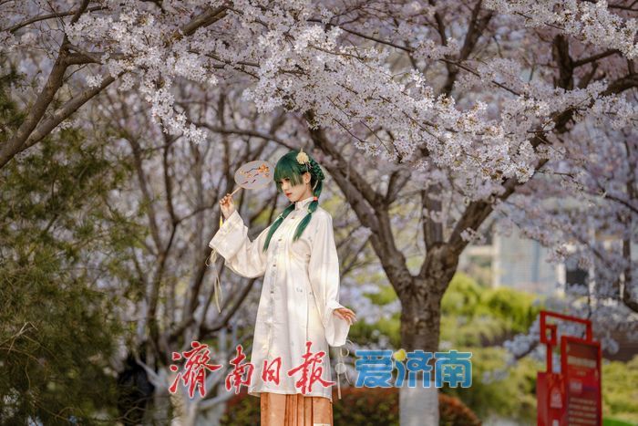 济南滨湖广场樱花盛放 春日浪漫氛围感拉满