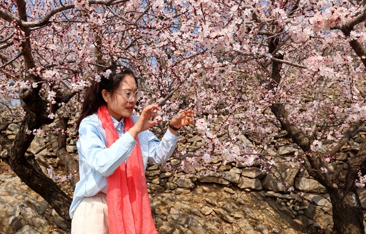 春有约 花不误，这里的杏花漫山盛开引客来！