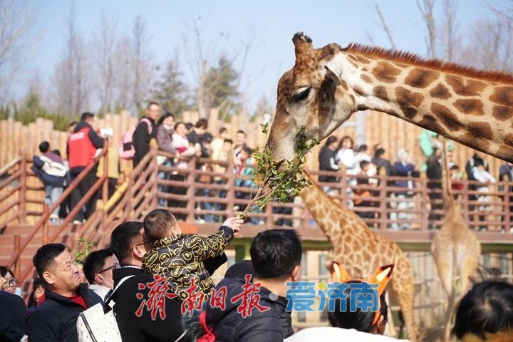 “泉”在济南过大年｜泉城文旅盛宴飨宾朋 正月初三30家重点景区待客79.57万人次