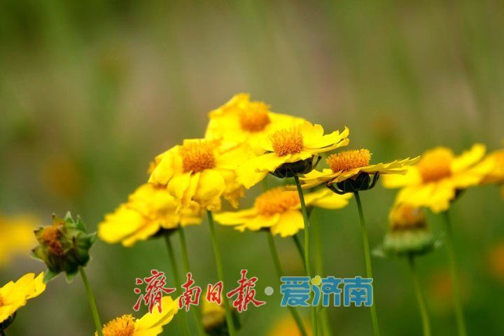 一年四季 泉在济南丨金鸡菊花海进入倒计时，最后一波金色浪漫等你来赏