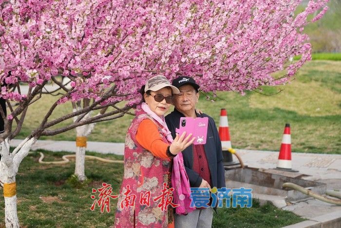 济南泉城广场榆叶梅“花漾”绽放！