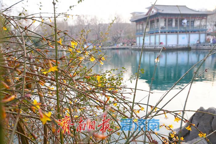 一年四季 泉在济南丨立春至，泉城迎春花初绽报春