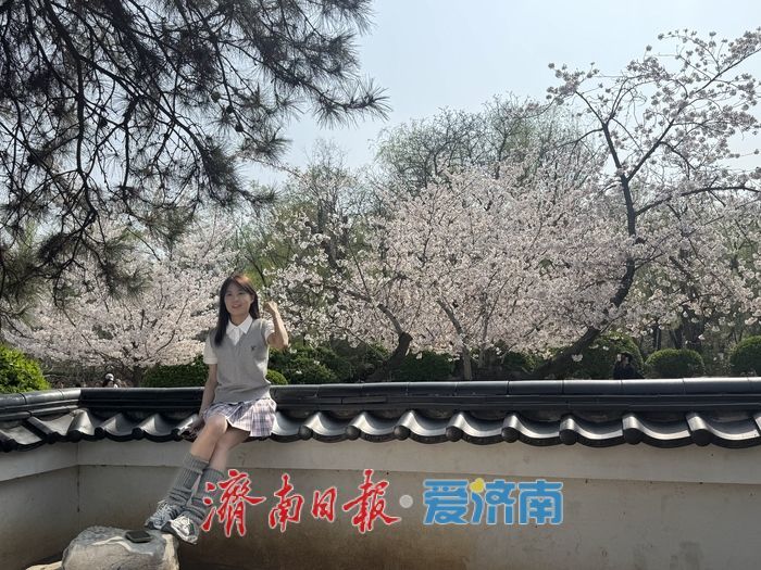 气温攀升至25℃ 泉城公园樱花盛放引客来
