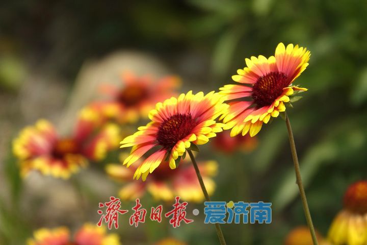 一年四季 泉在济南丨金鸡菊花海进入倒计时，最后一波金色浪漫等你来赏