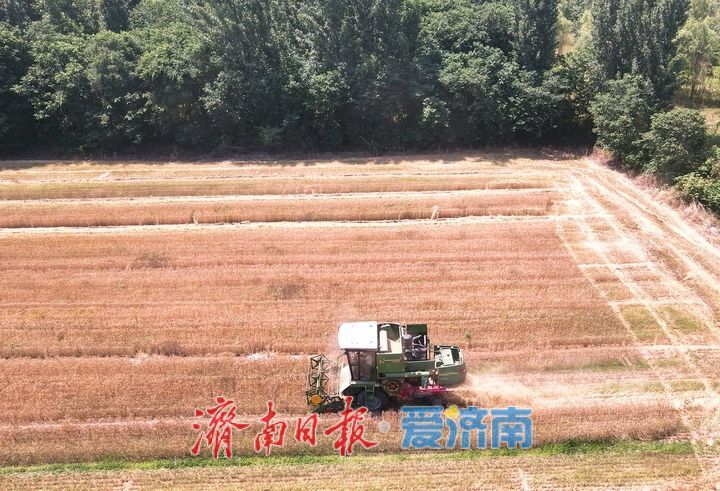大面积夏收即将开始