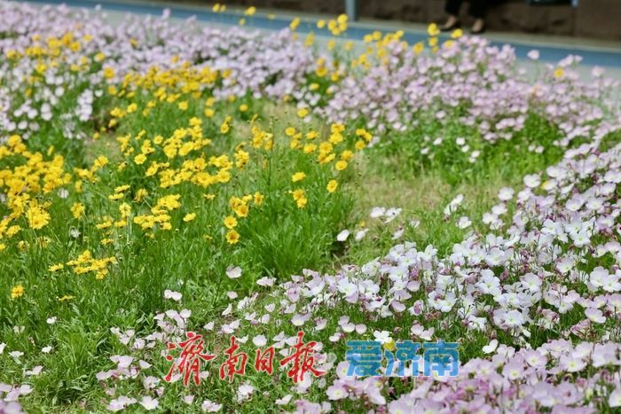 济南CBD初夏限定！美丽月见草盛开，绘就城市浪漫画卷