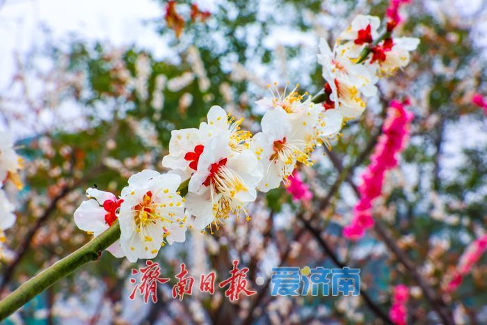 春雪覆枝萼 寒梅绽泉城