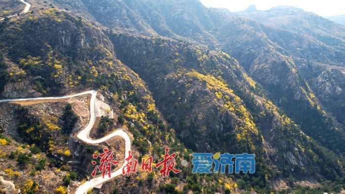 连翘“染金”！济南莱芜莲花山漫山铺金美如画