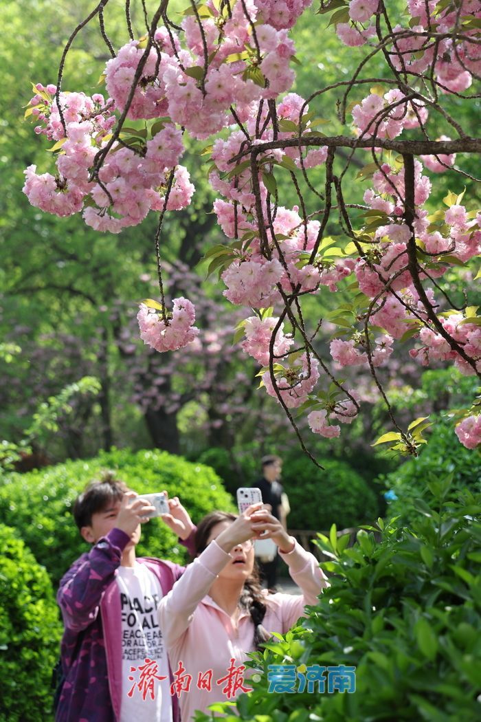 一年四季 泉在济南丨泉城花海醉游人 赏花经济持续升温