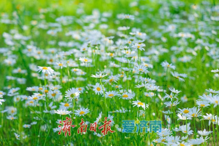 华山湖公园大滨菊盛放 解锁初夏限定浪漫