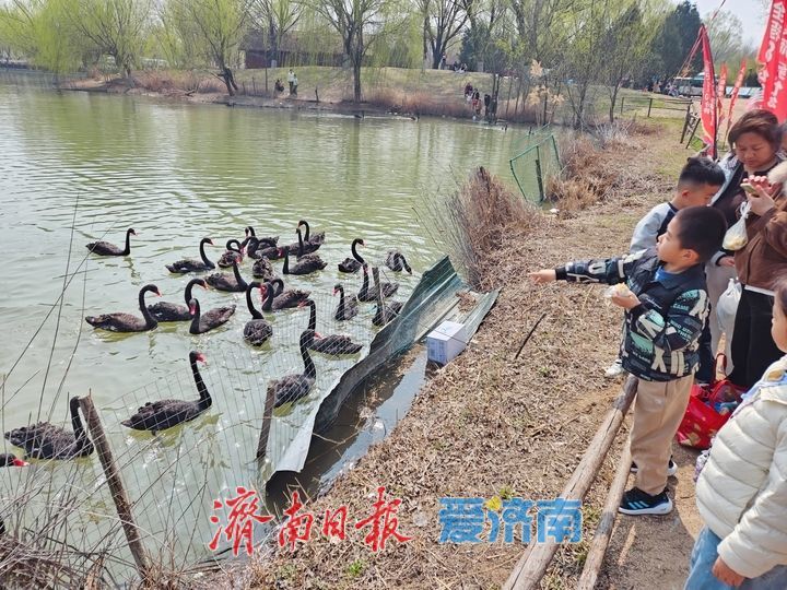 黑天鹅畅游济西湿地