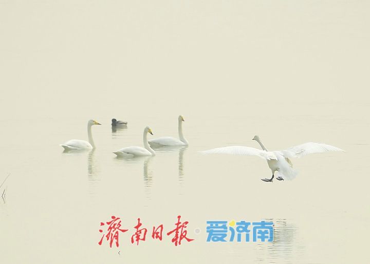 泉城年味气氛组已就位，是“蛇”候过年啦！