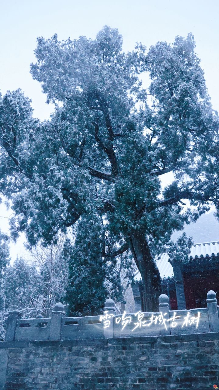 今冬初雪“吻”古树！舜网实拍雪舞泉城生态画卷