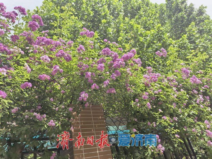 蔷薇漫墙！槐荫新晋小众打卡点邂逅春日浪漫