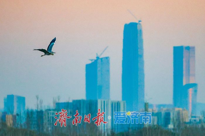 黄河畔的“天鹅越冬秘境” 鹊山水库沉沙池见证济南生态蝶变