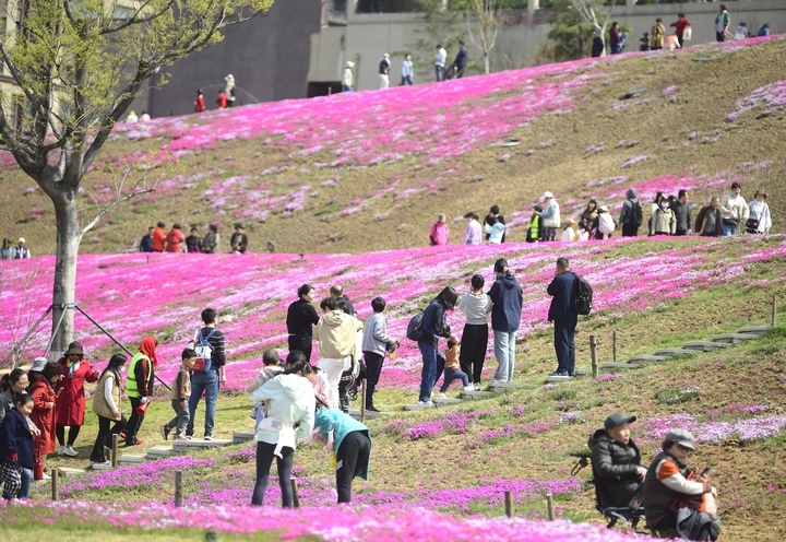 “泉”在济南过五一｜济南最大福禄考花海清明假期人气爆棚