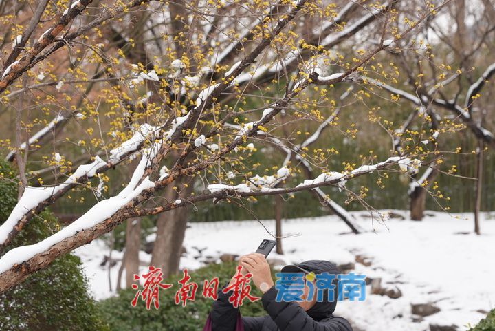 山茱萸盛放，金色“烟花”香气四溢