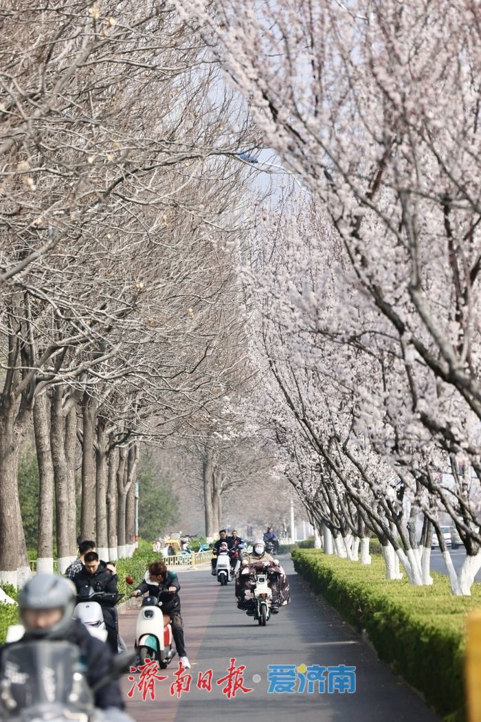 紫叶李盛放绘春景 腊山河西路添浪漫