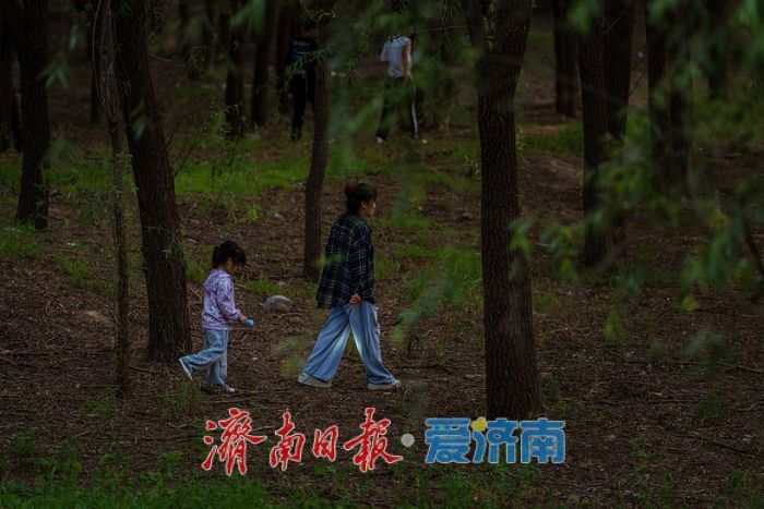 一年四季 泉在济南丨黄河岸边夏夜忙 济南市民扎堆寻“金蝉”