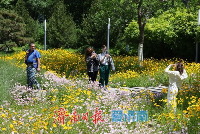济南CBD绸带公园夏日花海绽放 现代都市邂逅自然诗意