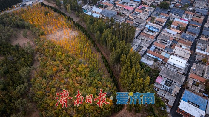 一年四季 泉在济南丨济南小清河源头湿地公园：秋色斑斓，湿地生态绘就自然之美