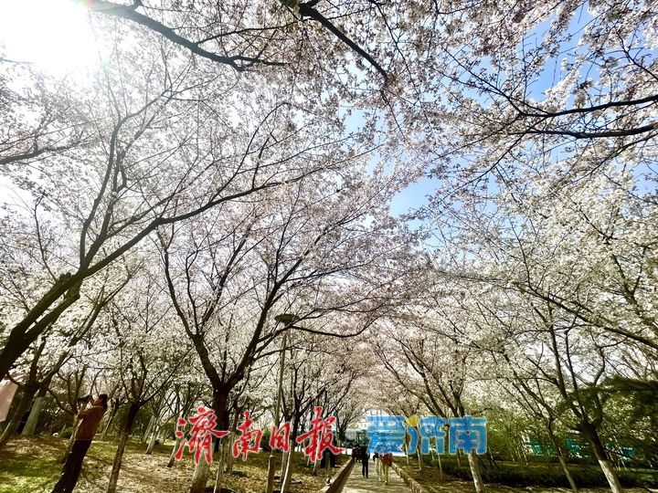 滨湖广场樱花盛放，成春日热门打卡点