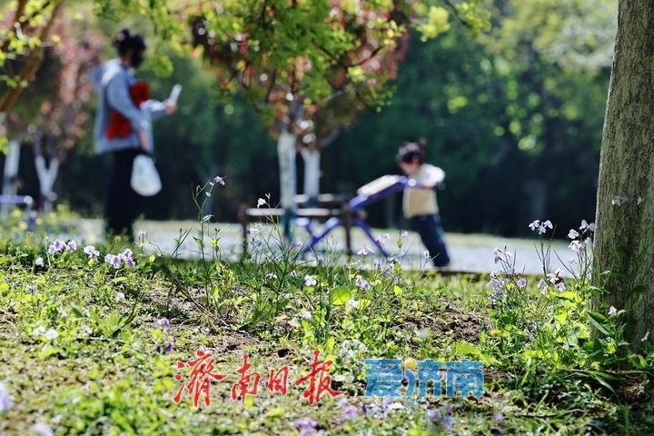 紫韵漫坡春意浓 二月兰盛放迎客