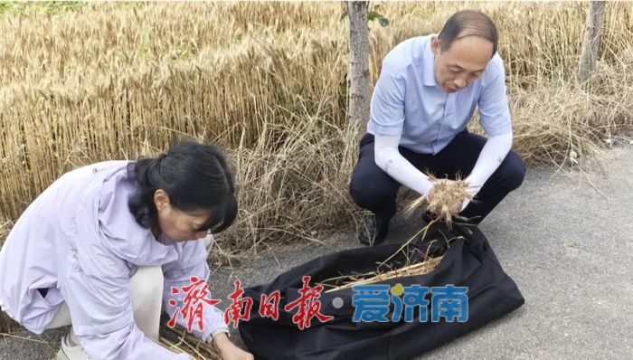 蹲在麦地里“数”收成 济南夏粮实割实测一线见闻